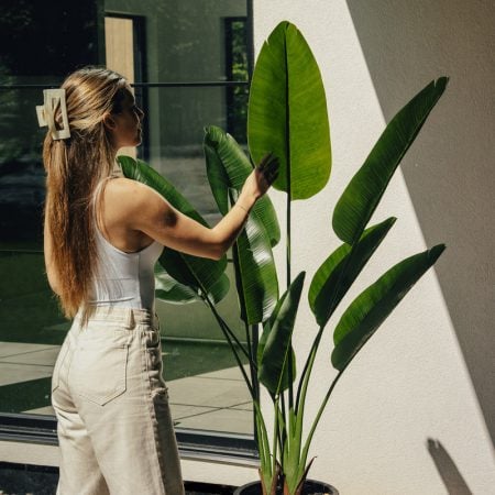 Oiseau du paradis extérieur, 60