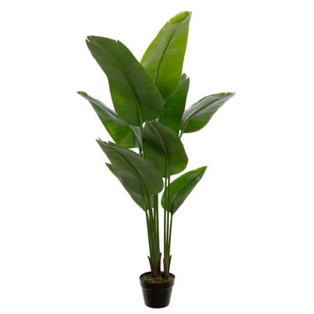 Oiseau du paradis extérieur, 60