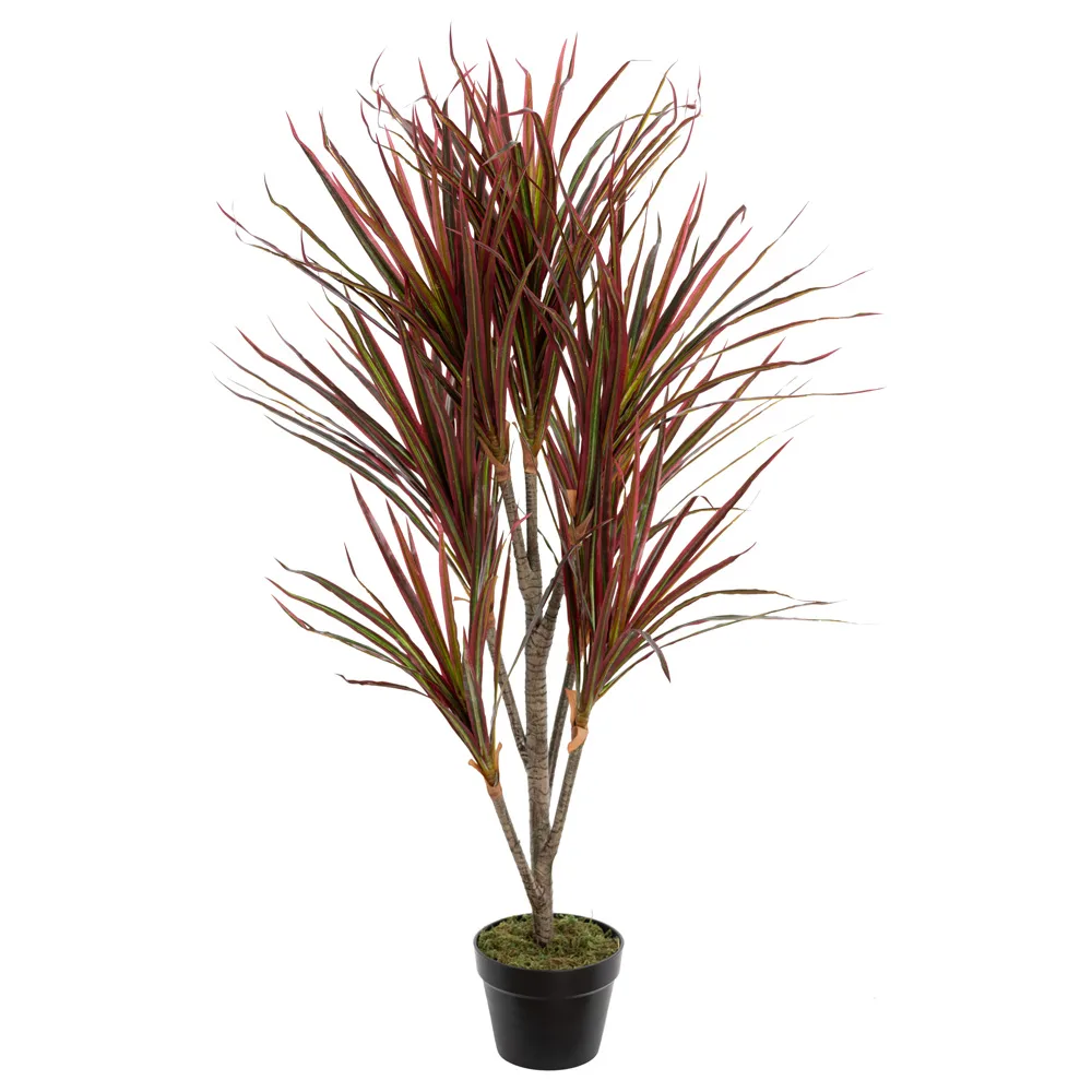 Dracaena marginata outdoor plant, 4ft - Dcors Vronneau