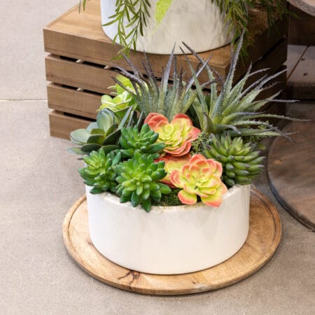 Plante succulente verte et rose 5