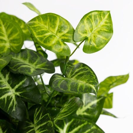 Nephthytis artificiel extérieur, 21'' - Décors Véronneau