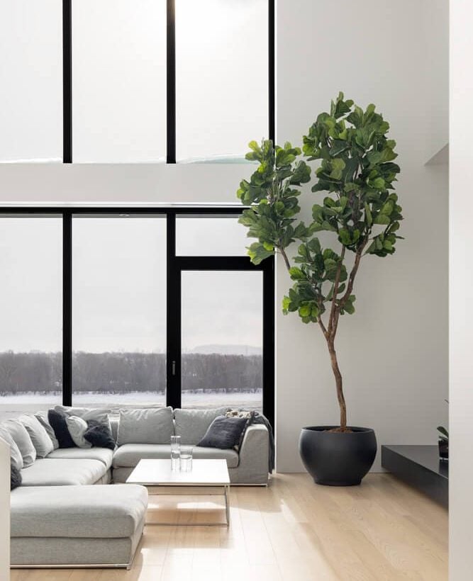 Ficus lyrata sur mesure - Décors Véronneau