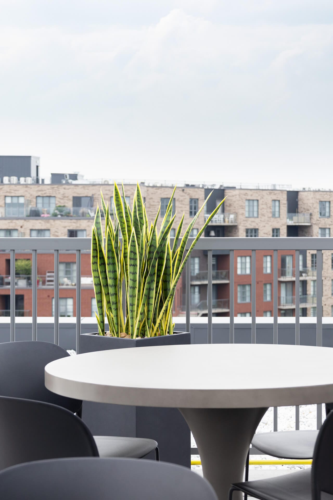 Sansevière extérieure artificielle - Décors Véronneau