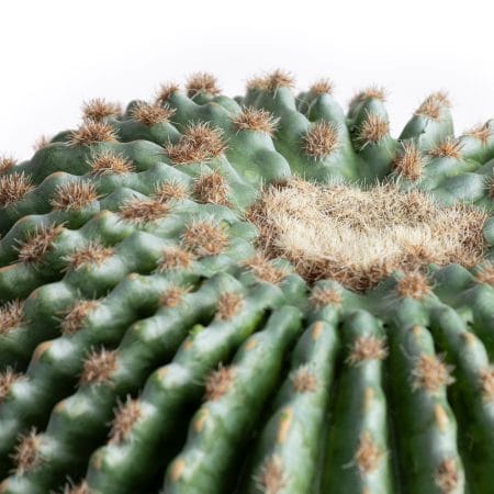 Cactus rond artificiel, 14'' - Décors Véronneau