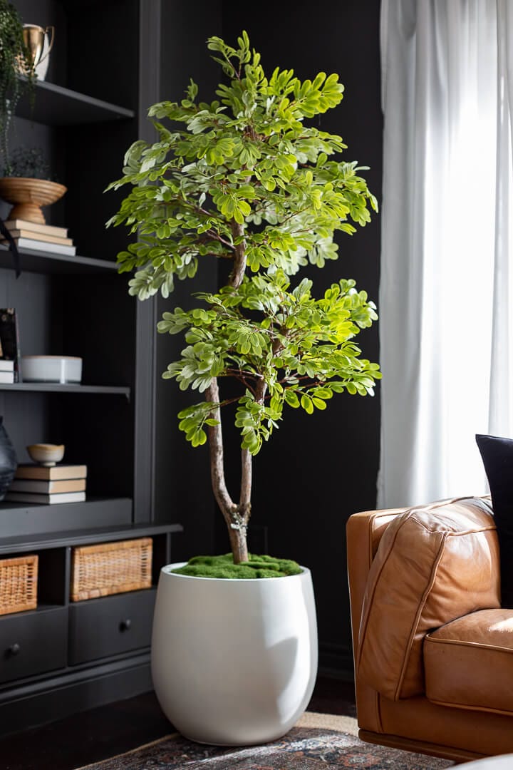 Arbre acacia intérieur - Décors Véronneau