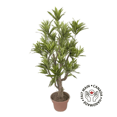 Arbre dracaena vert lime artificiel fait main