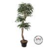 Arbre ficus alii artificiel fait main - Décors Véronneau