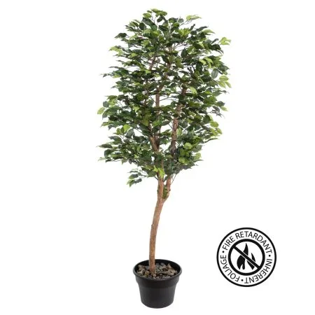 Ficus tree with fire-retardant foliage