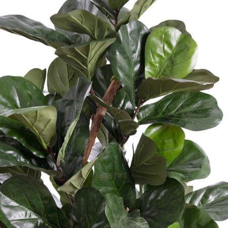 Arbre ficus lyrata au feuillage ignifuge - Décors Véronneau