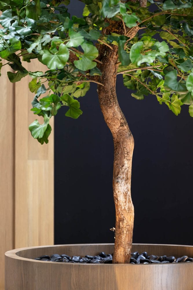 Détails du vrai tronc d'arbre de notre Gingko - Décors Véronneau