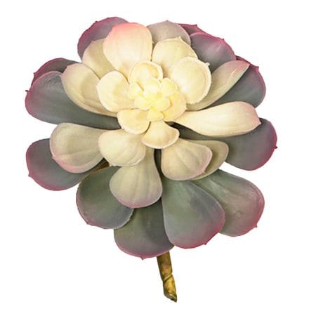 Succulente echeveria mauve ignifuge, 3,5''