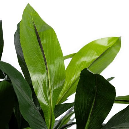 Curcuma artificiel extérieur en pot - Décors Véronneau