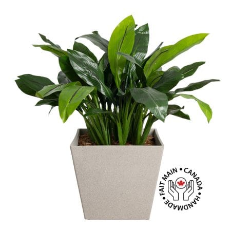 Curcuma artificiel extérieur en pot