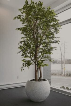 Ficus benjamina artificiel extérieur - Décors Véronneau