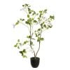 Plante artificielle bougainvillier blanc - Décors Véronneau