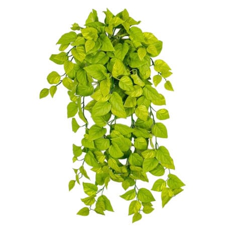Fire-retardant hanging lime green pothos, 50''