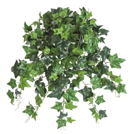 Vigne vierge ignifuge, 24''