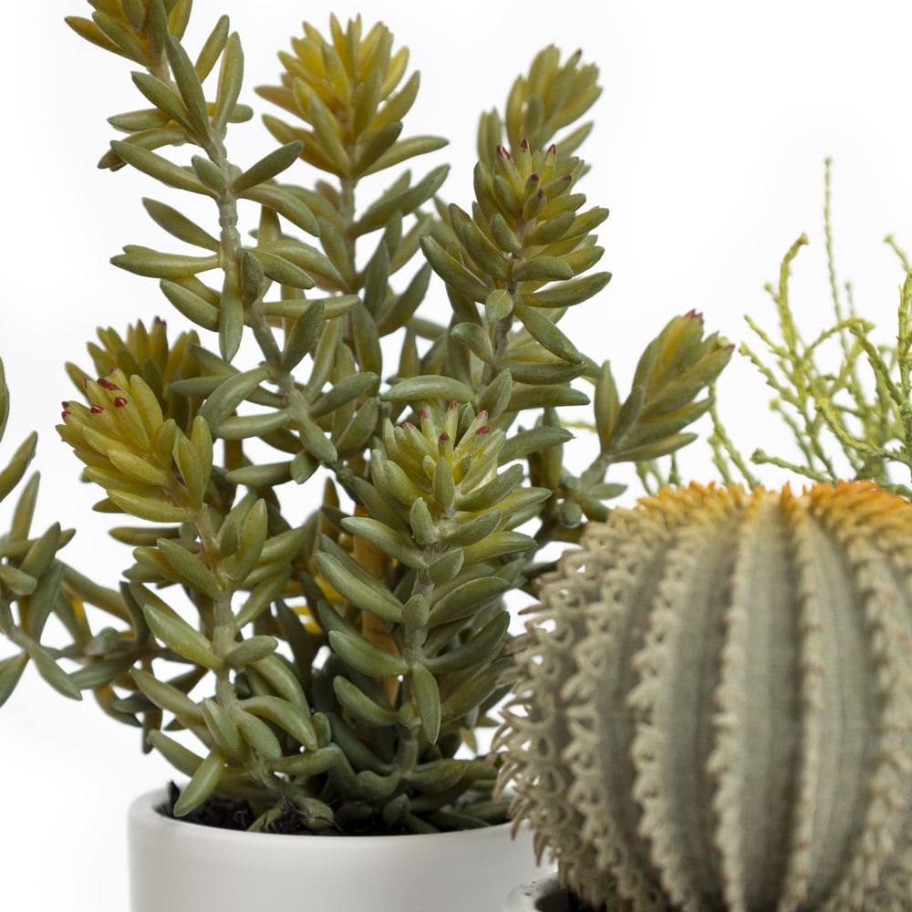 Mini plante grasse en pot blanc - Décors Véronneau