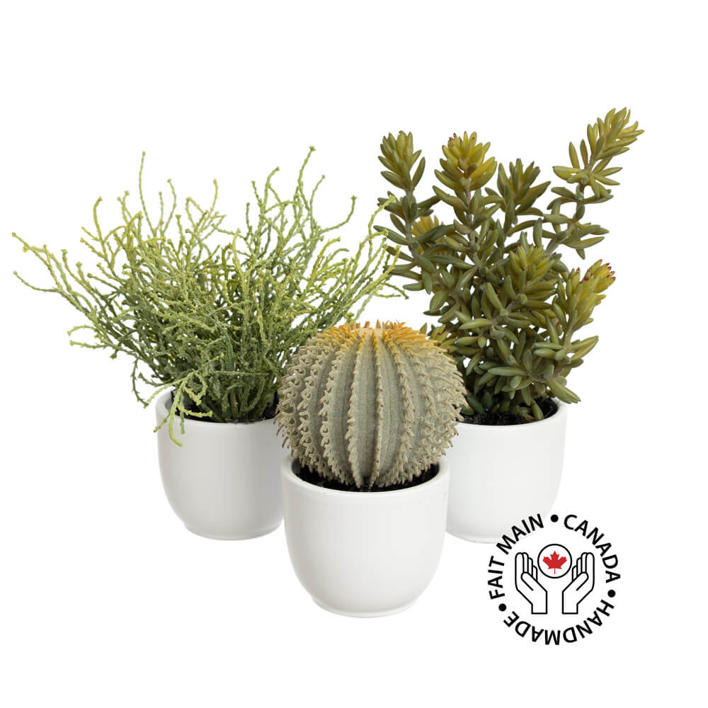 Trio de petites plantes grasses artificielles dans de petits pots blancs en céramique. - Décors Véronneau