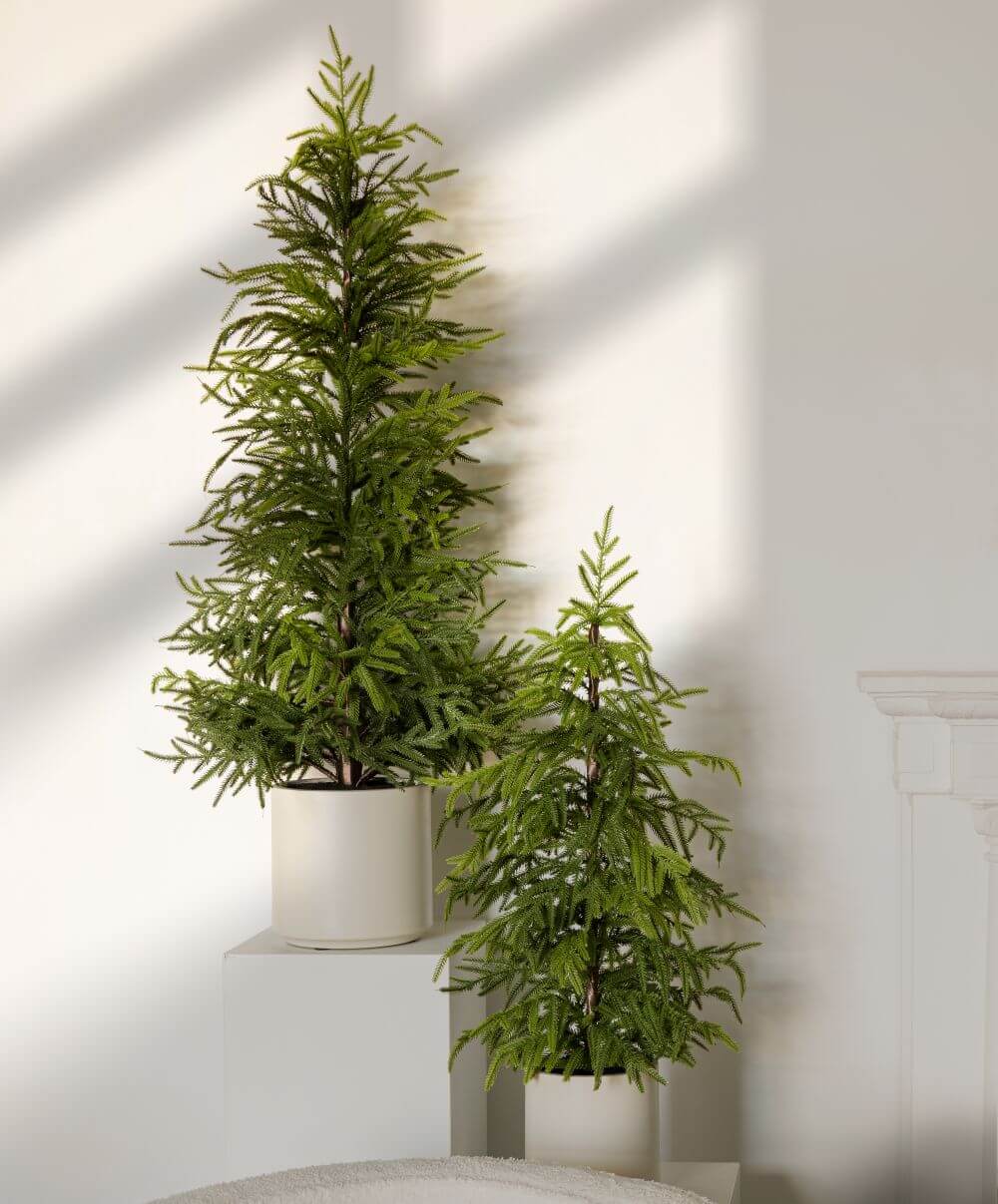 Sapins cyprès de norfolk en pot blanc - Décors Véronneau