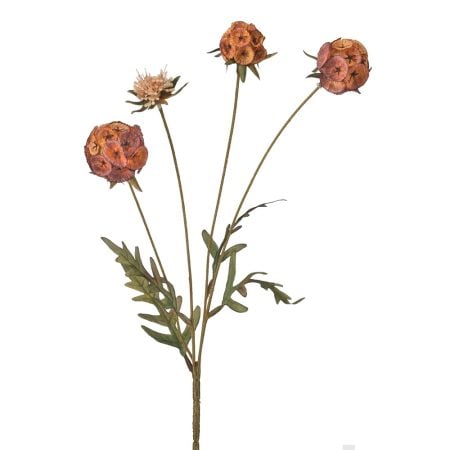 Coral autumn scabosia flower, 23''