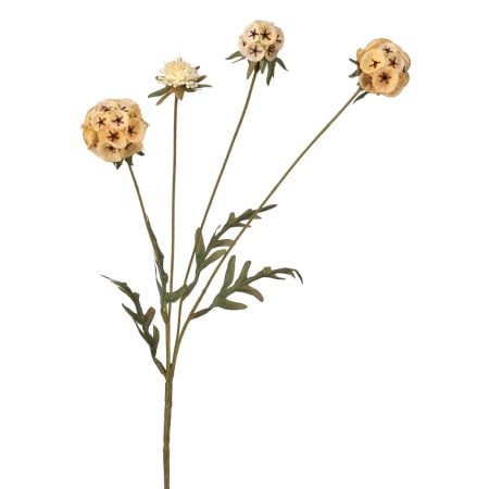Yellow autumn scabosia flower, 23''