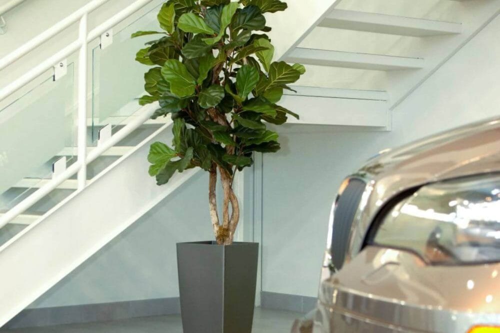 Artificial fiddle leaf fig tree in a dealership - Décors Véronneau