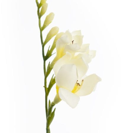 Fleur artificielle de freesia blanc, 32'' - Décors Véronneau