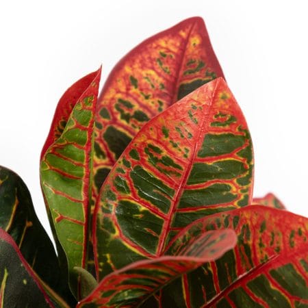 Artificial green and burgundy croton foliage, 40'' - Décors Véronneau