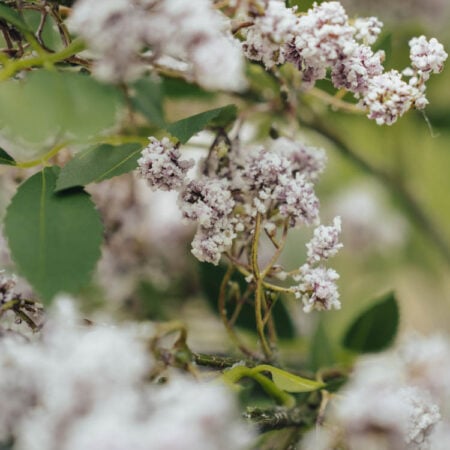 Tige de petites fleurs artificielles lavande, 43'' - Décors Véronneau