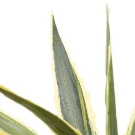 Variegated agave faux plant, 38'' - Décors Véronneau