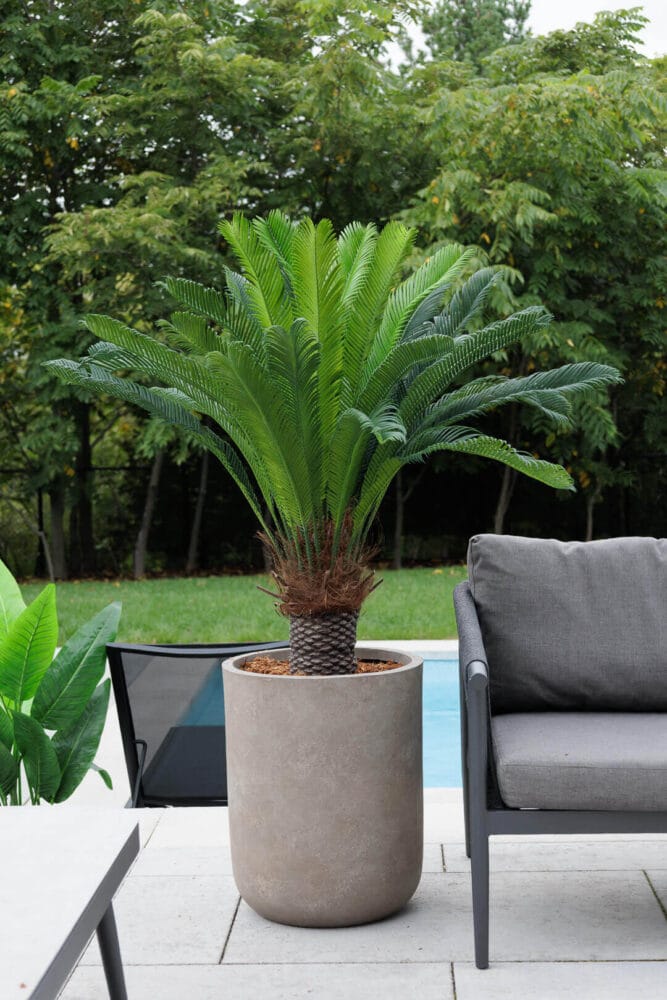 Palmier extérieur artificiel, cycas - Décors Véronneau