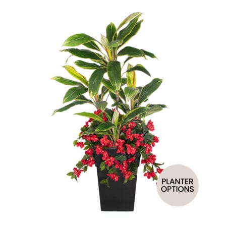 Bougainvillea and cordyline outdoor arrangement