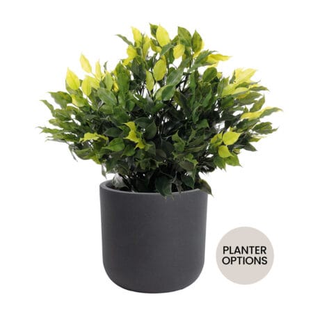 Outdoor artificial potted ficus topiary