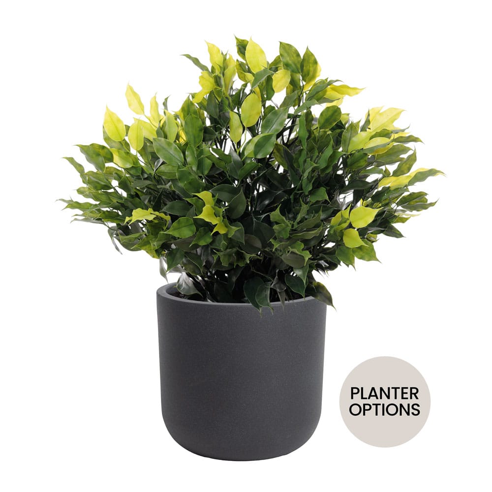 Artificial ficus topiary for outdoor use, with planter options - Décors Véronneau
