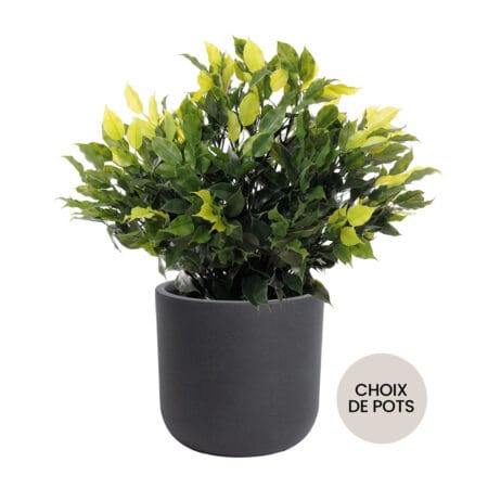 Topiaire de ficus artificiel extérieur en pot