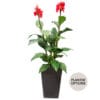 Artificial red canna for outdoor use, with planter options - Décors Véronneau