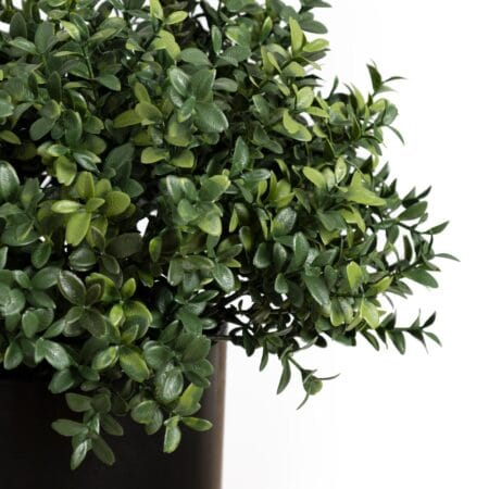 Buis ignifuge extérieur en pot noir, 13'' - Décors Véronneau