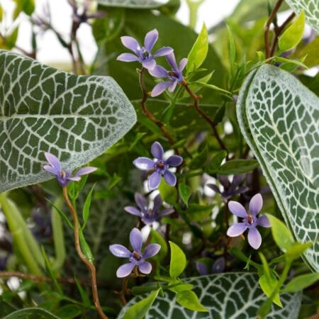 Plant de fittonia et fleurs mauves extérieures en pot noir, 16'' - Décors Véronneau