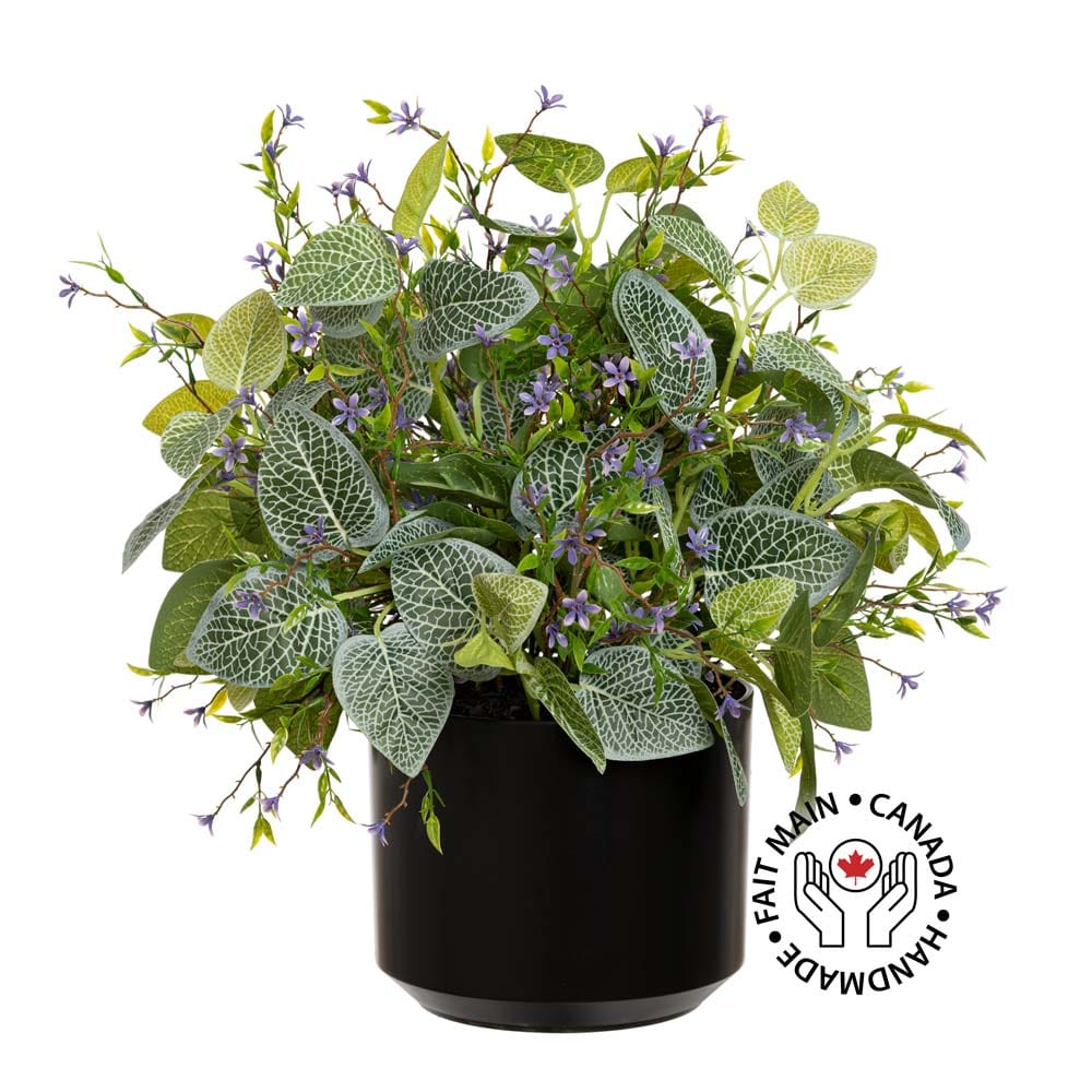 Plant de fittonia et fleurs mauves extérieures en pot noir - Décors Véronneau