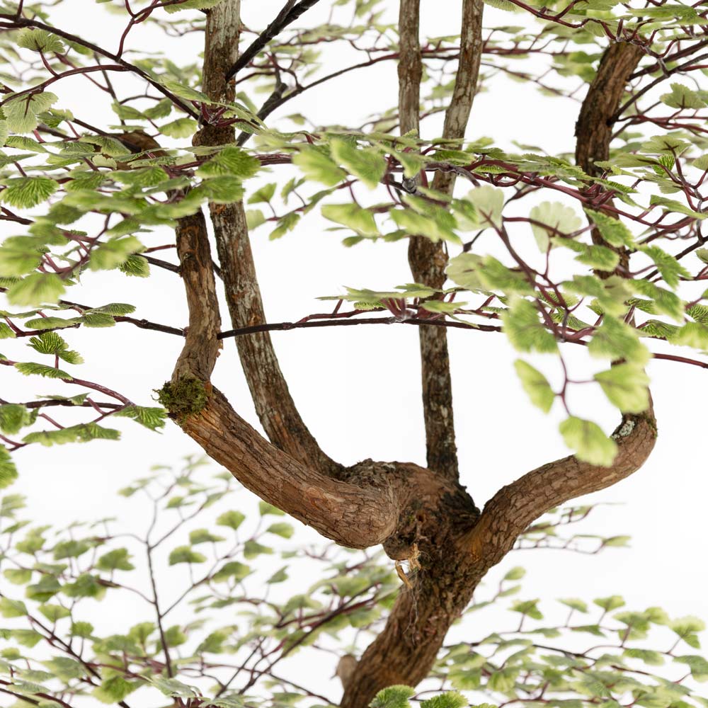 Tronc naturel de dragon wood de l'arbre maidenhair - Décors Véronneau
