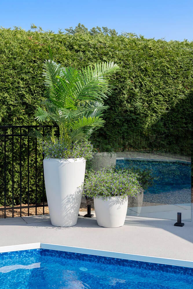Palmier extérieur et fleurs mauves dans des pots beige devant piscine - Décors Véronneau