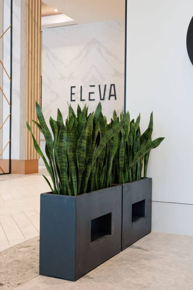 Bacs de sansevières, Eleva Web - Décors Véronneau