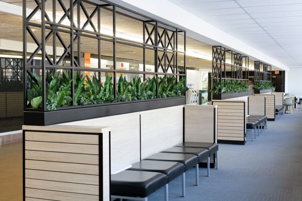 Bac mural de sansevières, Cégep Edouard Montpetit - Décors Véronneau