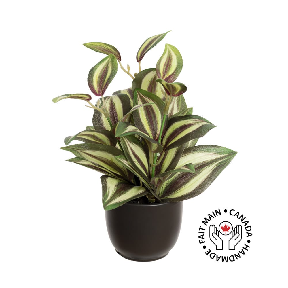 Petite plante tradescantia en pot noir - Décors Véronneau
