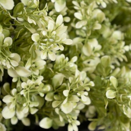 Artificial light green boxwood in a black planter - Décors Véronneau