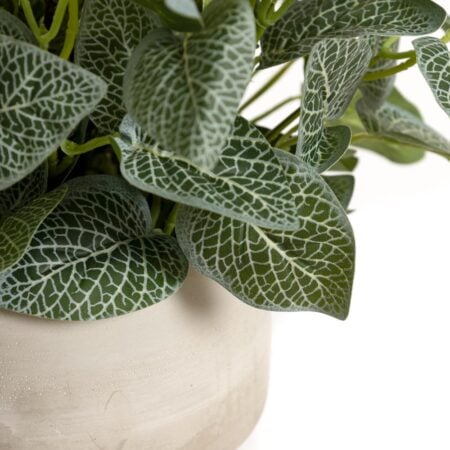 Centre de table de lavande et fittonia - Décors Véronneau