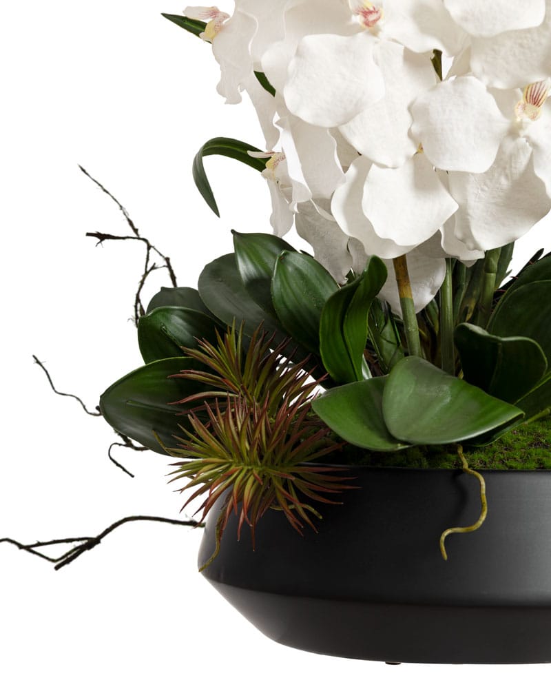 Arrangement d'orchidées blanches et succulentes - Décors Véronneau