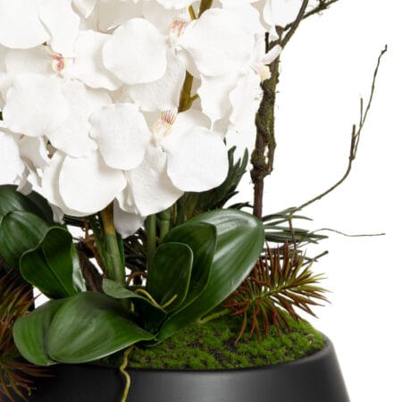 Arrangement d'orchidées blanches et succulentes - Décors Véronneau