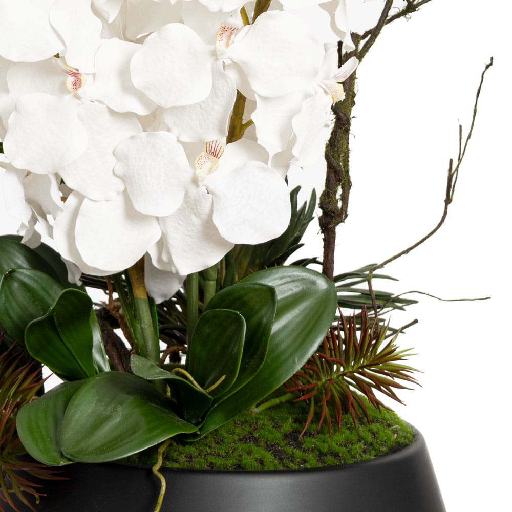 Arrangement d'orchidées blanches et succulentes - Décors Véronneau